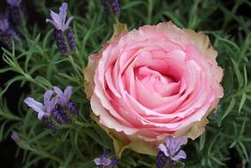 Beautiful pink rose and other flowers