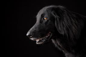gentle Dog Pet
