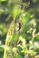 dark Spider on cobweb at greenery, India, Kerala