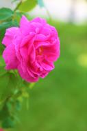 enchanting Rose Nature Flower