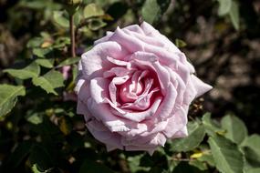 pink fluffy rose in garden at sunny day