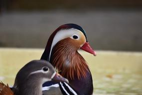couple of beautiful mandarin ducks at water