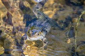 Close-up of the cute, shiny, colorful frog in the beautiful, clear water with rocks