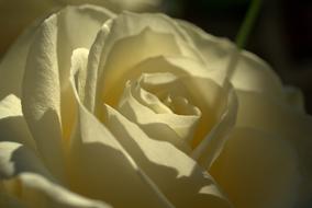 white rose as a symbol of romance