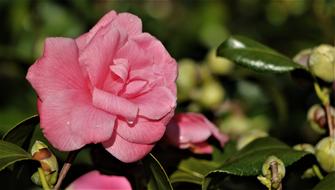enchanting Petal Rose close-up