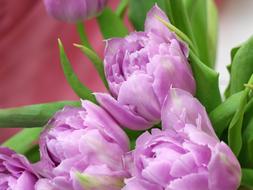 bouquet of purple tulips close-up on a blurred background