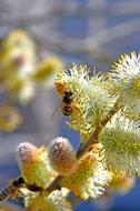 honey bee on fluffy tree buds