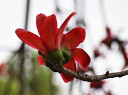 romantic red magnolia bud