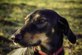 portrait of a charming domestic dog