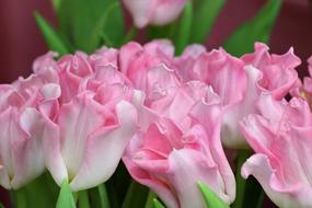 curly pink tulips flowers