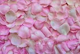 covered with pink petals