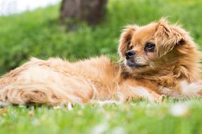domestic red dog lies on the lawn