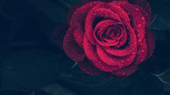 Red Rose with dew Drops in darkness