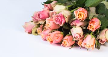 pink Roses, bouquet at white background