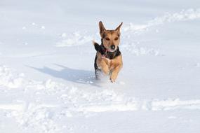 happy dog playing in snow