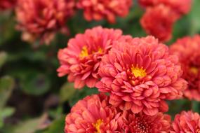 enchanting Flowers Red Nature