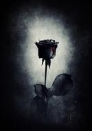 mystical image of a black rose