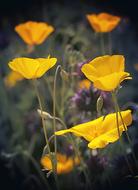 yellow Poppies, Wildflowers, usa, california, mojave desert