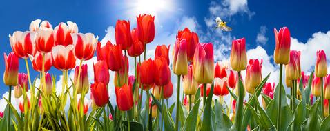 hummingbird flies over a flowering field of tulips