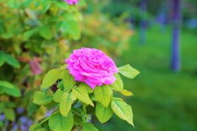 Rose, pink lush Flower on shrub