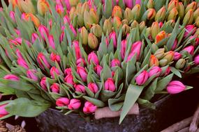 multi-colored tulips in a basket in a flower shop