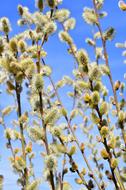 Beautiful, blooming branches with green flowers in spring, at blue sky on background