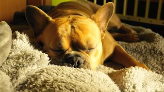 french bulldog sleeping on a soft blanket