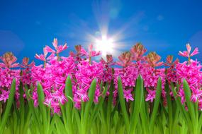 purple blooming geocint against the blue sky