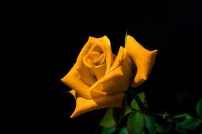 enchanting Rosa Flower Yellow
