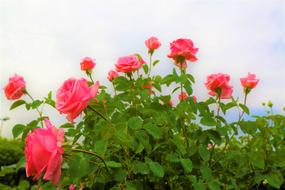 pink Roses at sky