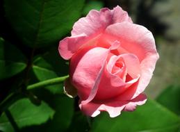 Rose, Pink half open Flower