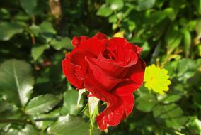 gorgeous Rose Flower Red