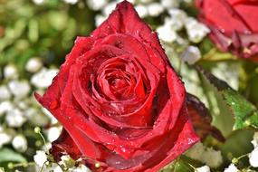 wonderful Floribunda Rose Bloom