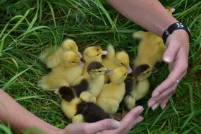guard fluffy ducklings on the lawn