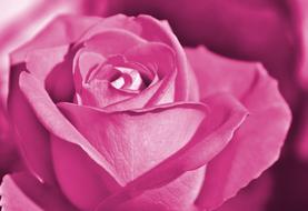 pink Rose Floribunda