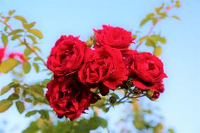 blooming red rosebuds against the blue sky