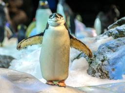 penguin figures in the zoological museum