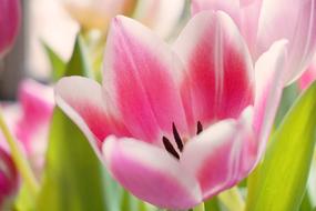 gentle Flower Tulips