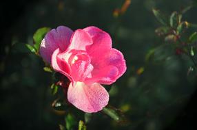 gentle Rose Wild Blossom