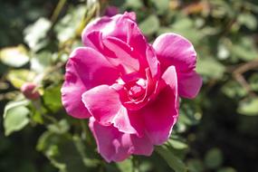 gentle Flowers Roses