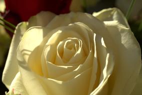 yellowish delicate rose