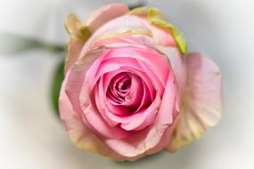 enchanting Rose Pink Noble
