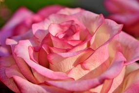 Rose Bloom Floribunda close-up on blurred background