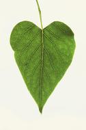 photo of a green leaf in the shape of a heart on a white background