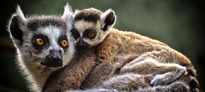 lemur mother and child