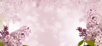 gentle Nature Flower