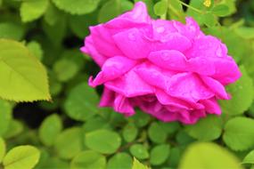 raindrops on a purple garden rose