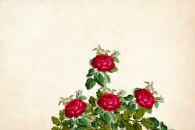 red roses, vintage floral background, border