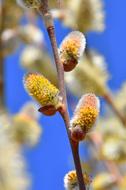 Spring Barka Blooms