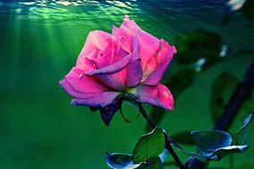gorgeous Rose Plant